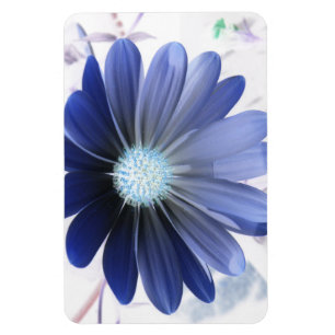 African Daisy Glows Blue Premium Magnet
