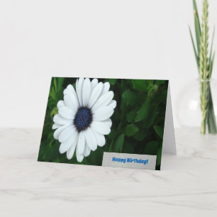 African Daisy Grußkarte Karte
