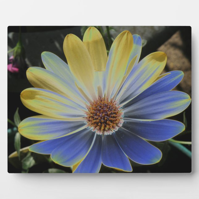 African Daisy Lapis and Gold Plaque Fotoplatte (Vorderseite)