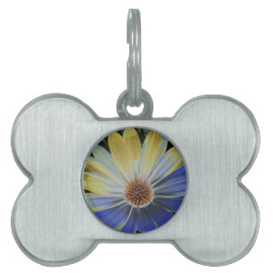 African Daisy Lapis und Gold Pet Tag Tiermarke
