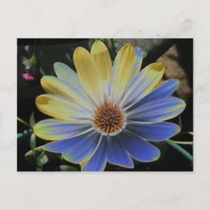 African Daisy Lapis und Gold Postcard Postkarte