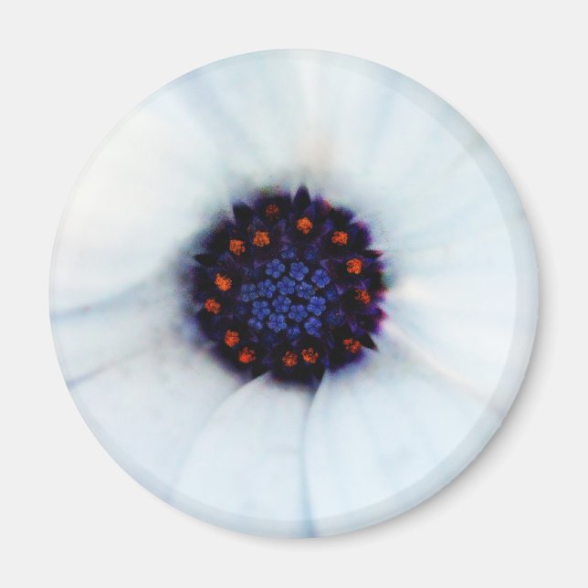 African Daisy Magnet (Vorne)