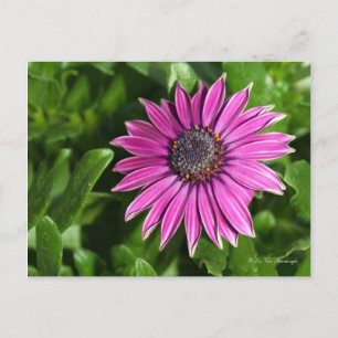 African Daisy Postcard Postkarte