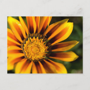 African Daisy Postcard Postkarte