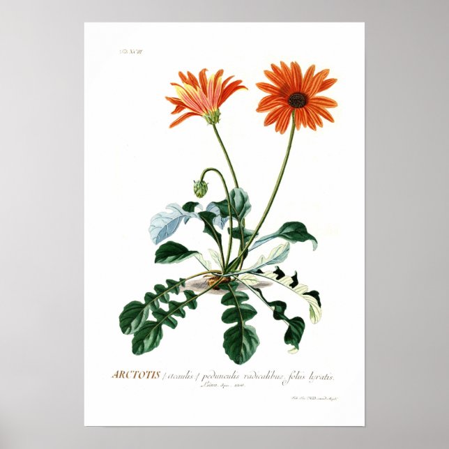 African Daisy Poster (Vorne)
