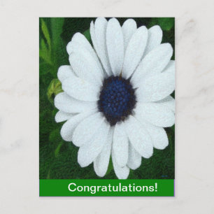 African Daisy Postkarte