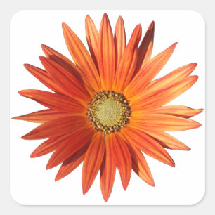 African Daisy Quadratischer Aufkleber