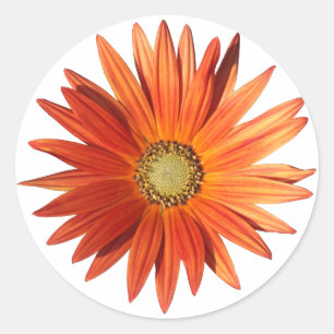 African Daisy Runder Aufkleber