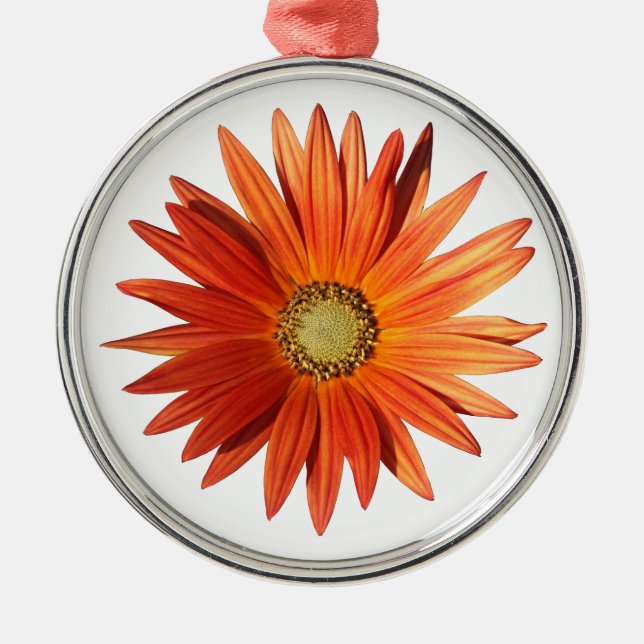 African Daisy Silbernes Ornament (Vorne)