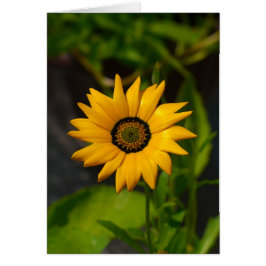 African Daisy Yellow card