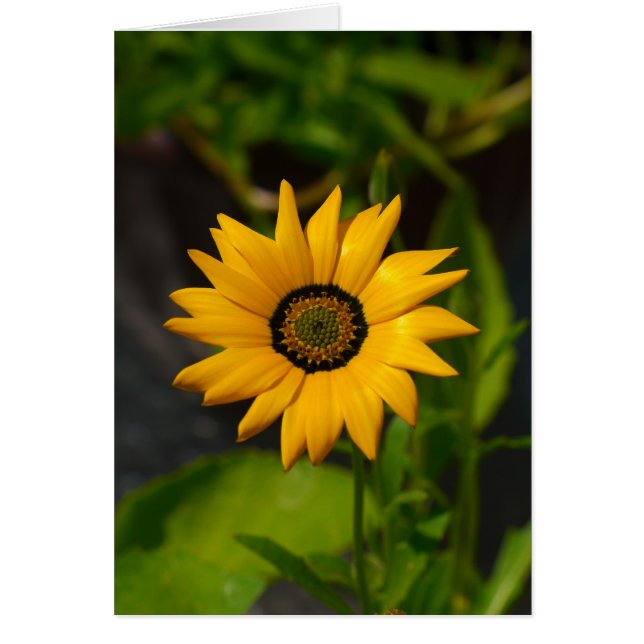 African Daisy Yellow card (Vorne)