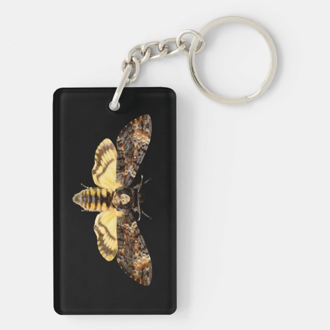 african death head moth butterfly insect Acheronti (Dos)