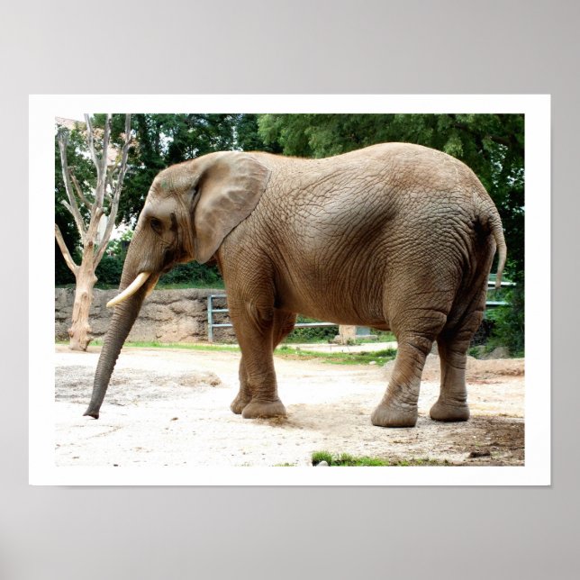 African elephant animal poster (Vorne)