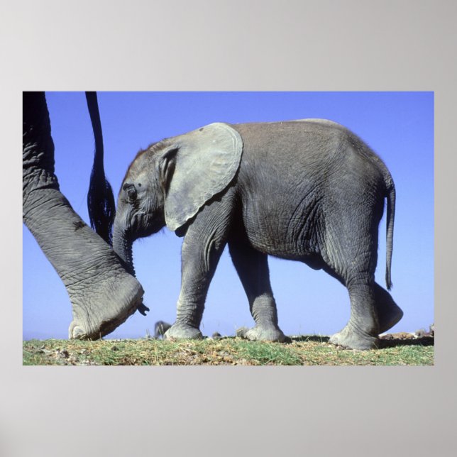 African Elephant Calf Poster (Vorne)