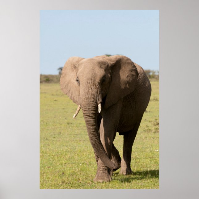 African Elephant (Loxodonta Africana), Maasai Poster (Vorne)
