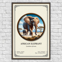 African Elephant Zoology Series