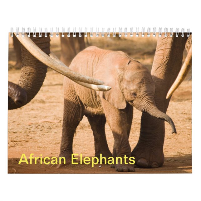 African Elephants Wall Calendar Kalender (Titelbild)
