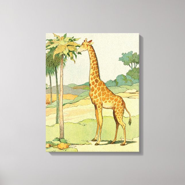 African Giraffe Eating Acacia Blätter Leinwanddruck (Vorderseite)