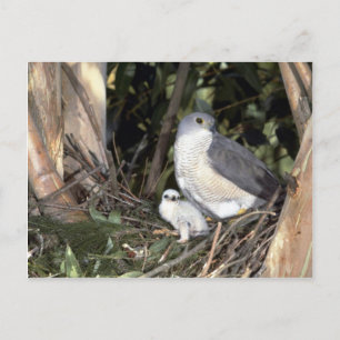 African Goshawk (Begriffsklärung) Postkarte