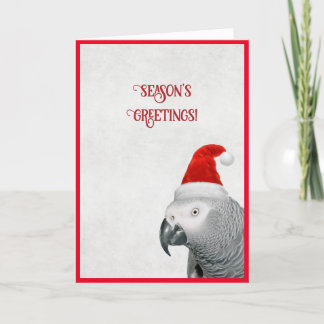 African Gray Parrot Christmas Card Feiertagskarte