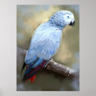 African Gray Parrot Fine Art Prints Poster