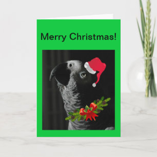 African Gray Parrot Frohe Weihnachtskarte Feiertagskarte