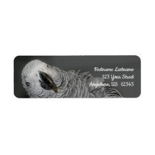 African Gray Parrot Niedlich Bird Address
