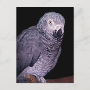 African Gray Parrot Postcard Postkarte