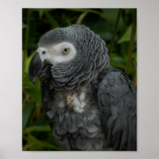 African Gray Parrot - Vogelfotografie Poster