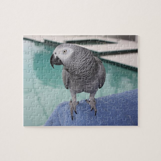 African Gray Pool Party (Horizontal)