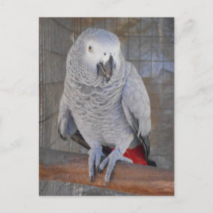 African Gray "Rudy" Postkarte
