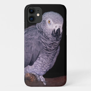 African Grey Papagei iPhone 11 Hülle