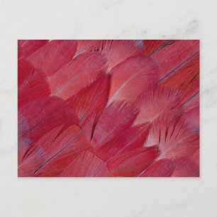 African Grey Papageienfeder-Design Postkarte