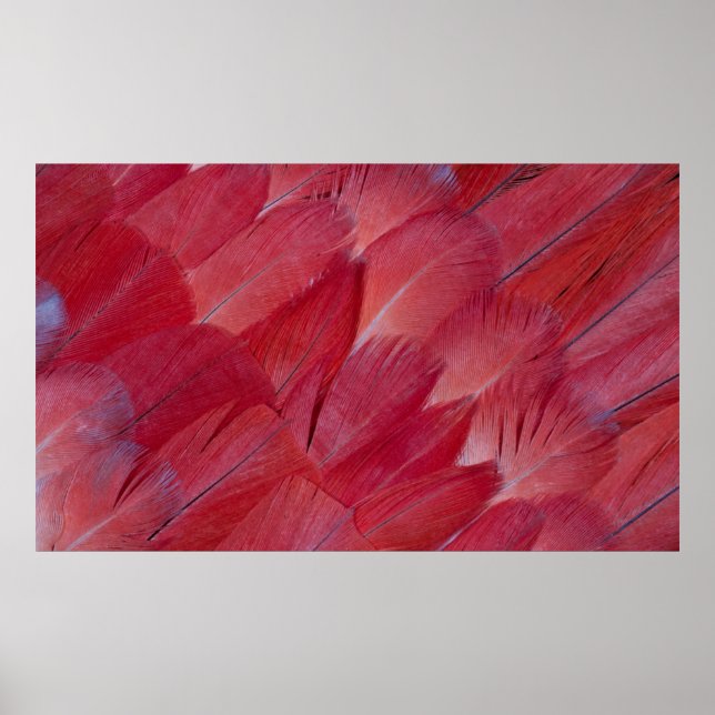 African Grey Parrot Feather Design Poster (Vorne)