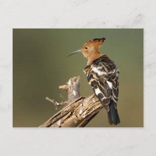African Hoopoe Postkarte