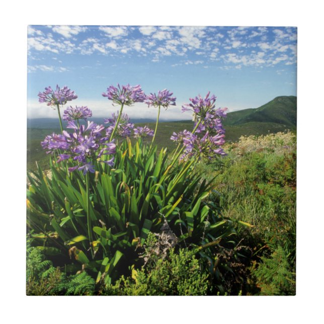 African Lily (Agapanthus praecox), Mossel Bay Fliese (Vorderseite)