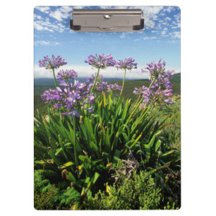 African Lily (Agapanthus praecox), Mossel Bay Klemmbrett
