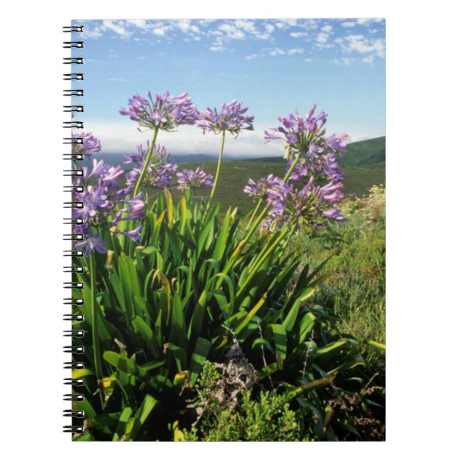 African Lily (Agapanthus praecox), Mossel Bay Notizblock (Vorderseite)