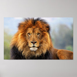 African Lion 1 Poster