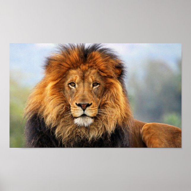 African Lion 1 Poster (Vorne)