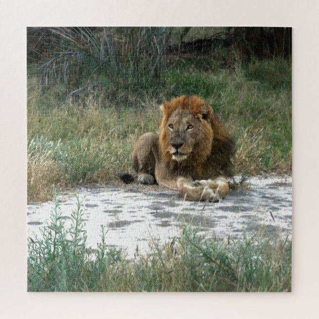 African Lion 20 x 20 Jigsaw Puzzle (Vertikal)