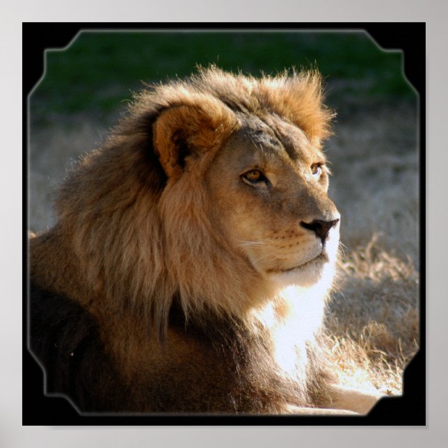 African Lion-6775e11x11fram Poster (Vorne)