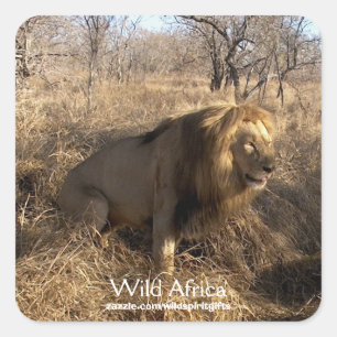 AFRICAN LION Big Five Cat Wildlife Stickers
