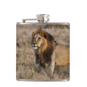 African Lion Flask Flachmann