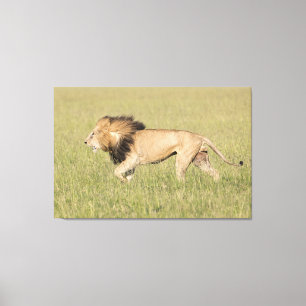 African Lion in der Savanna Wrapped Canvas Print Leinwanddruck