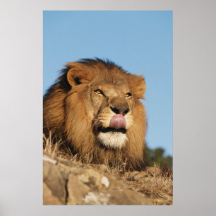 African Lion (Panthera Leo), African savannah Poster