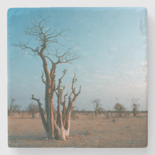 African Moringo Tree on Schlicht, Etosha National Steinuntersetzer