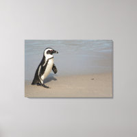 African Penguin Walking