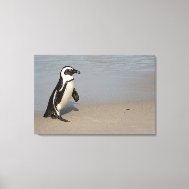 African Penguin Walking Leinwanddruck (Vorderseite)