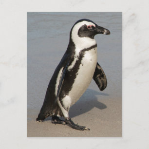 African Penguin Walking Postkarte